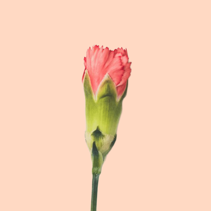 Cropped Faces 21.png
