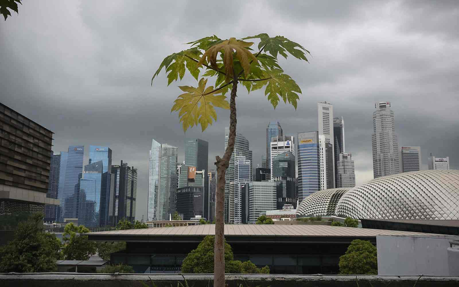 Tree resilience