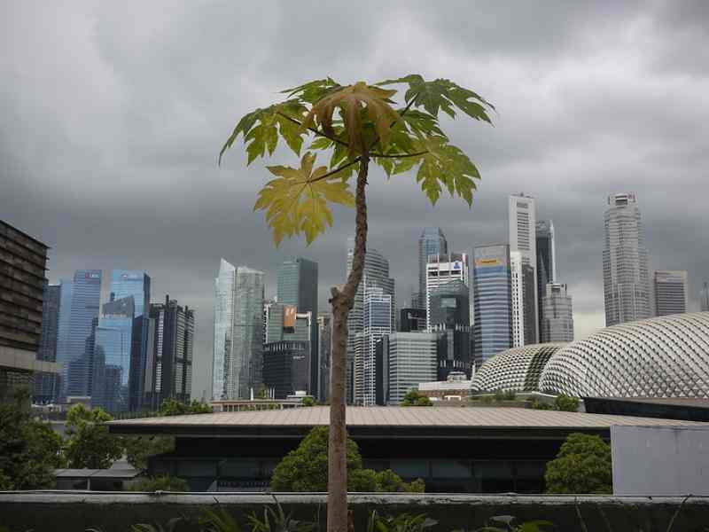 Tree resilience